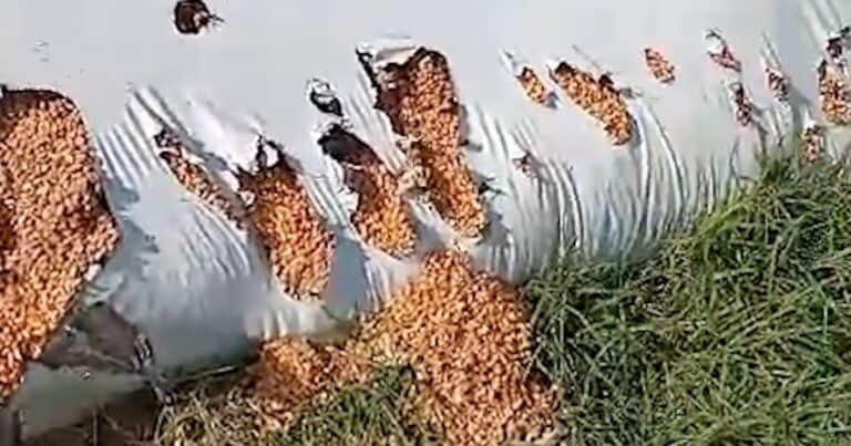 Siguen los ataques de jabalíes a silobolsas en el campo y hay pérdidas millonarias por la plaga