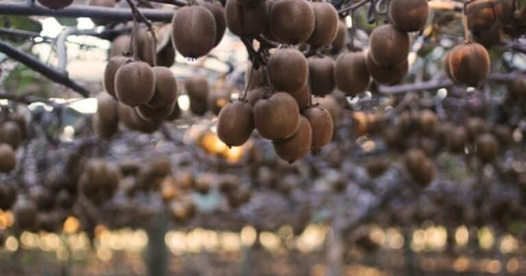 Cuánto tiempo tarda una planta de kiwi en dar fruto