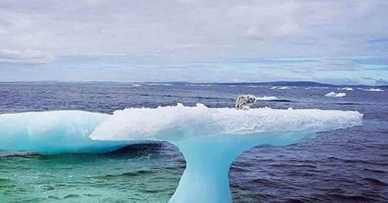 Creyeron ver una foca sobre un iceberg, pero el hallazgo real los impactó