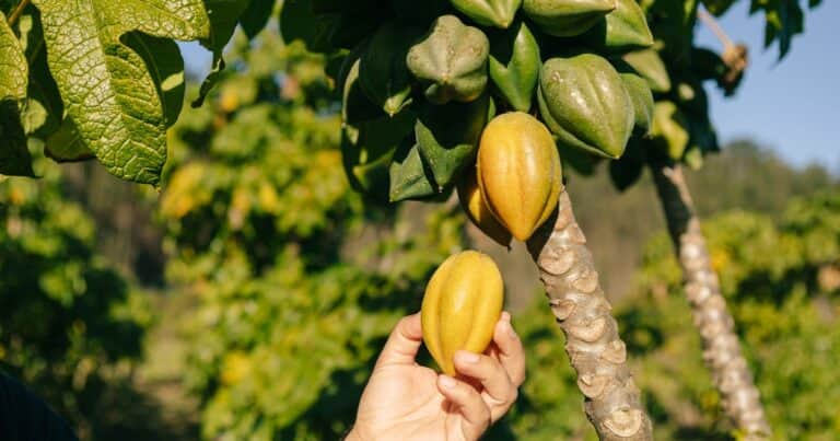 ¿Cómo se realiza la cosecha de papaya?