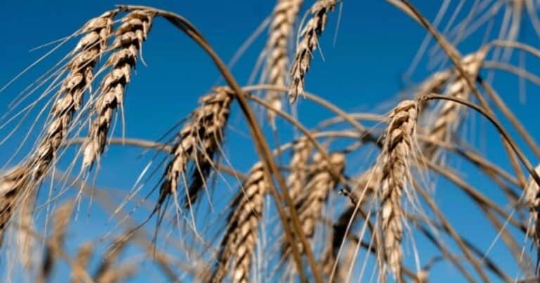 Cuánto tiempo se tarda en cosechar el trigo
