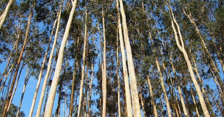 Las exportaciones de madera aumentaron 19 por ciento en lo que va del año