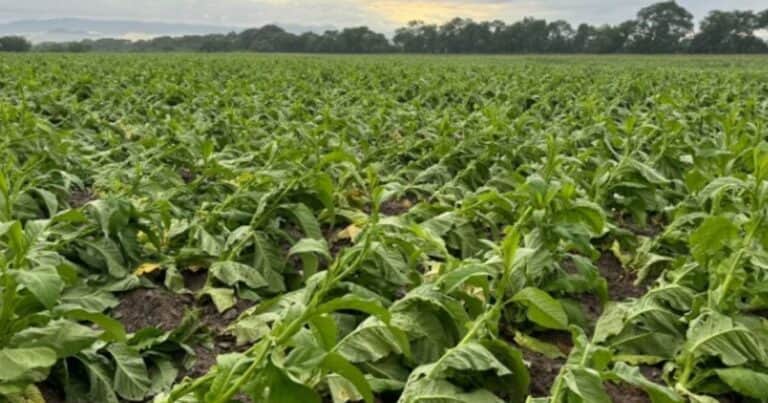 «Como un colador»: millonarias pérdidas productivas por un temporal de viento y granizo que afectó más de 2.000 hectáreas