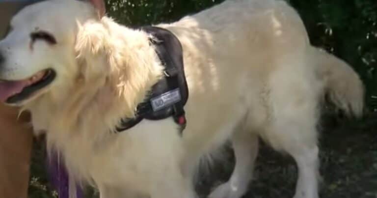 La historia de Bai Shi, el Golden Retriever de ocho años que encontró el cuerpo de Sofía Delgado y ahora le llegó la hora de jubilarse