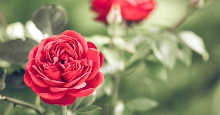 Guía para cultivar rosas trepadoras y embellecer el jardín