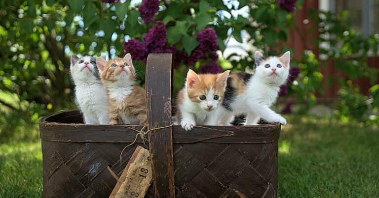 Cuáles son las características sorprendentes de los gatos que muy pocos conocen