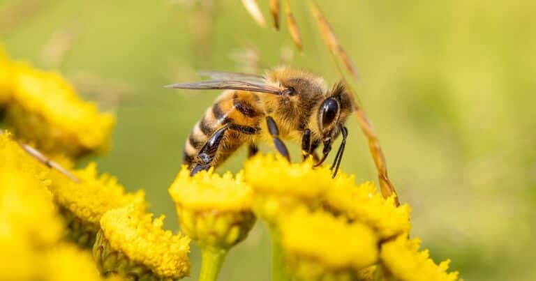 Cómo ahuyentar las abejas de forma efectiva: consejos prácticos para evitar picaduras