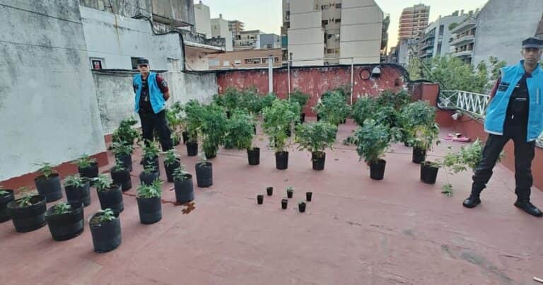Desarman un vivero de marihuana en Villa Urquiza: buscaban a un prófugo y se llevaron al inquilino