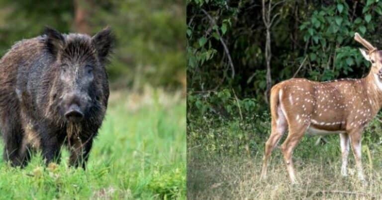 Entre Ríos avanzó para declarar plagas a tres animales exóticos invasores y se regulará su caza
