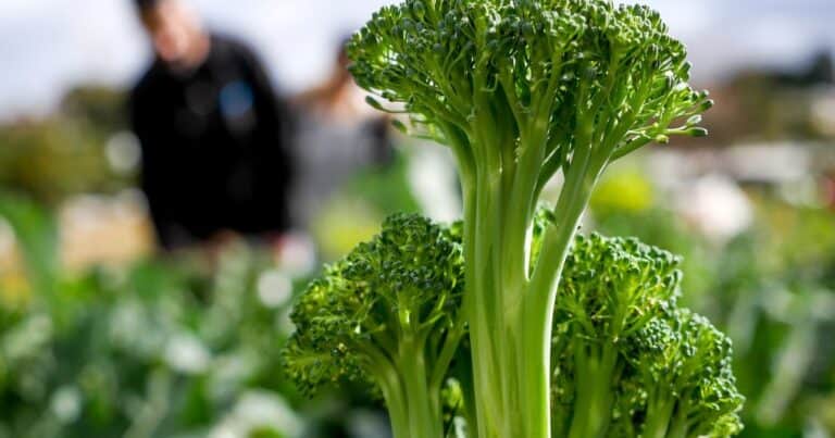 ¿Cuánto tiempo demora en cosechar el brócoli?