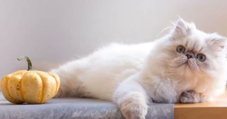Las razas de gatos que no conviene tener en casa, según un polémico experto