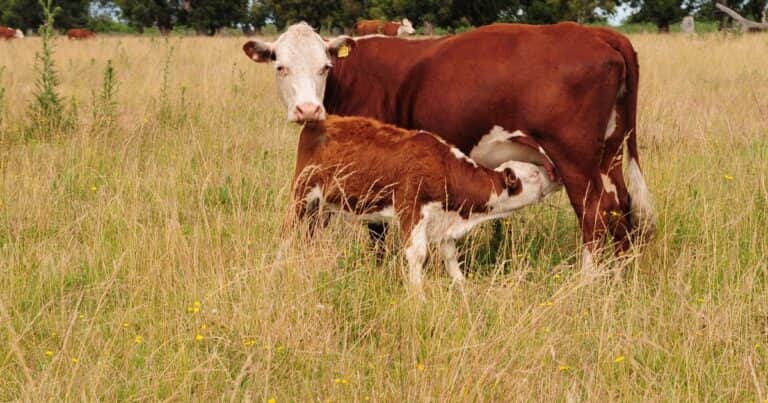 Sabiduría popular aplicada al campo: más vale trote que dure y no galope que canse