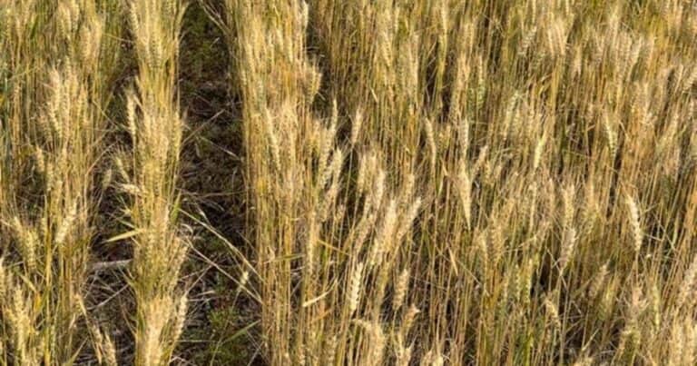 En un lote de trigo va a aplicar glifosato, hormonales y 1 kg de atrazina para controlar malezas: ¿Puede afectar el rinde?