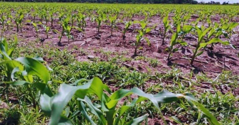Radiografía del maíz tardío, una pieza clave del sistema productivo argentino
