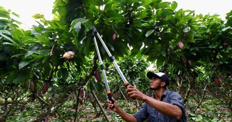 ¿Cuáles son las plantas más comunes en la selva amazónica?