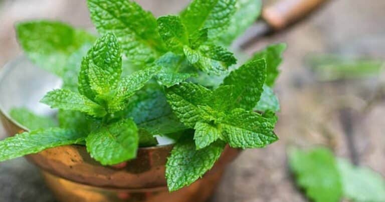 ¿Sabés cuánto tarda en crecer la menta desde una semilla? Tiempo y cuidados clave