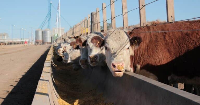 La recuperación del precio de la hacienda no alcanza para salvar el año