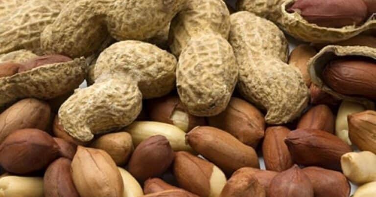 Cómo germinar una semilla de maní