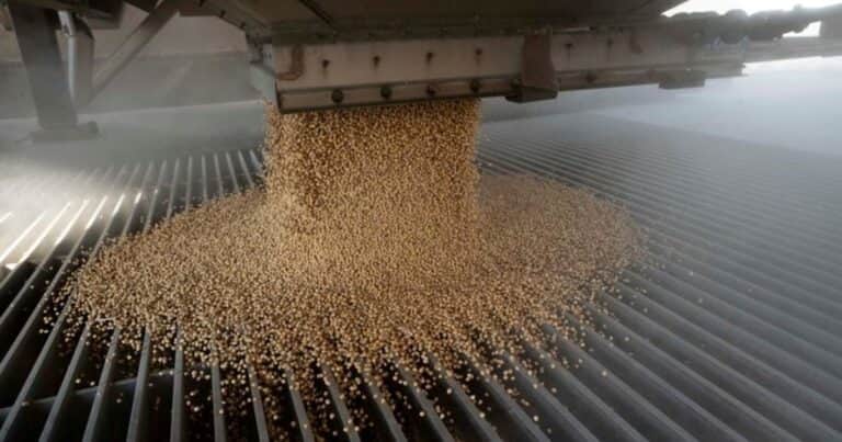 Crushing de soja 2024/25: récord de producción y un giro estratégico en el mercado global