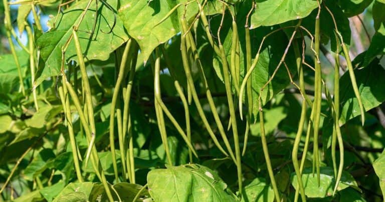 ¿Cuánto tiempo necesitan las judías verdes para crecer y cosecharse?