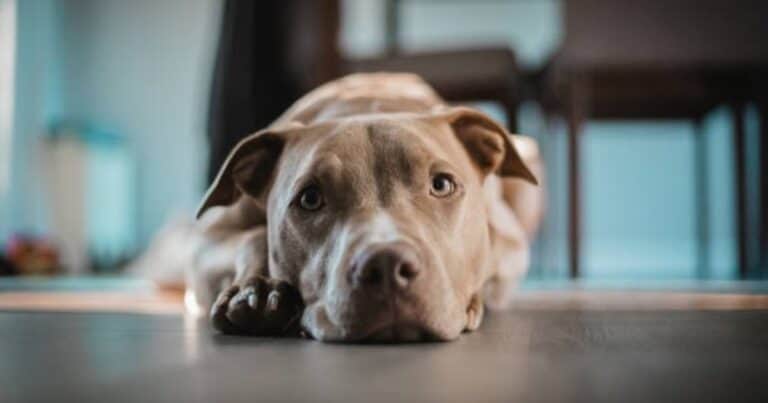 Cuándo comenzó la amistad entre el hombre y el perro: la ciencia ya tiene la respuesta