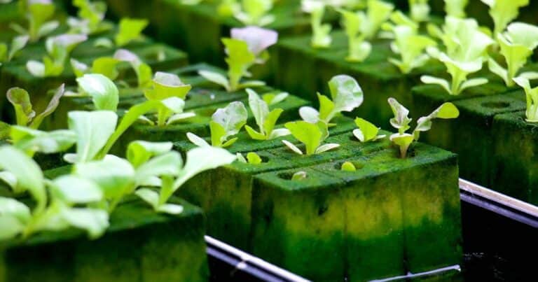 Cómo cultivar plantas sin tierra con hidroponía casera