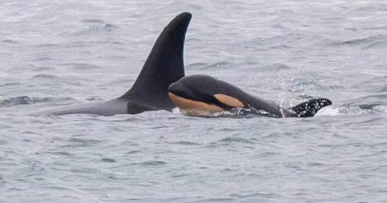 La orca que cargó a su cría muerta durante 17 días a través de 1.600 kilómetros dio a luz un nuevo «bebé»