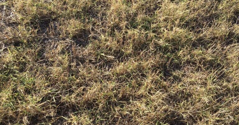 Aplicó flumioxazin y pyroxasulfone en trigo, ahora sembrará maíz de segunda y necesita controlar lecherón y sorgo de Alepo: ¿Cuál es la mejor estrategia?