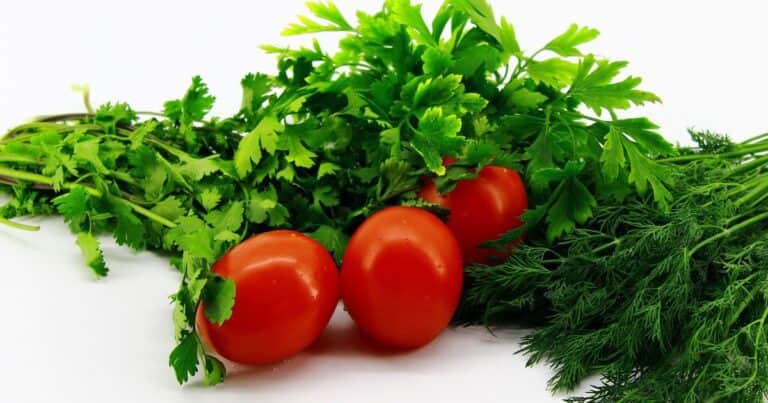 Secretos para que el cilantro crezca todo el verano: guía de cuidados prácticos