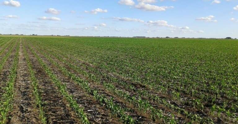 Sufrió la fuerte caída de granizo en maíces en V 10 y ahora va a aplicar un bioestimulante: ¿Sirve para recuperar las plantas afectadas?