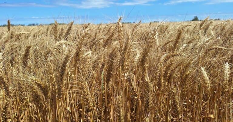 Argentina negocia volver a venderle trigo a China después de más de dos décadas