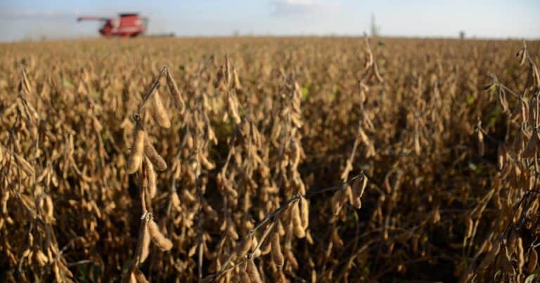 El producto que más dólares genera en Argentina dejó de ser negocio en gran parte de la superficie agrícola