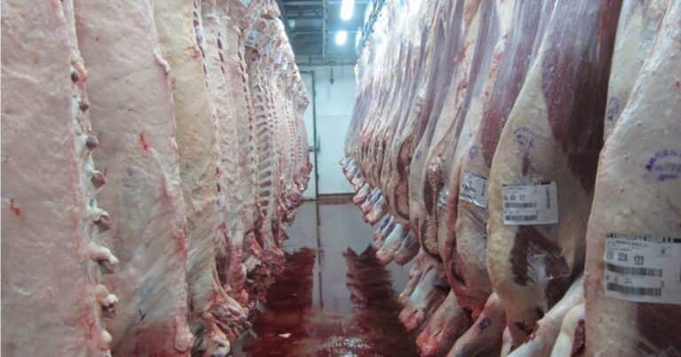 Faena de vaquillonas: los números no ceden y comienzan a alertar al sector
