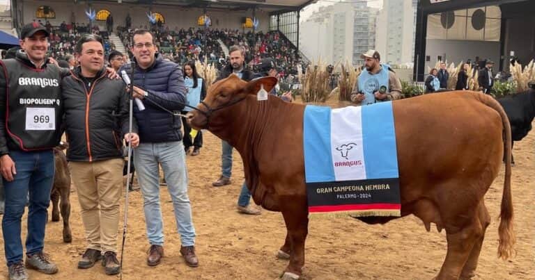 La mejor vaca Brangus del mundo es chaqueña y ya expande su genética por Argentina