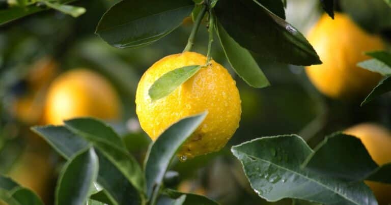 Los cuidados esenciales para un limonero en verano