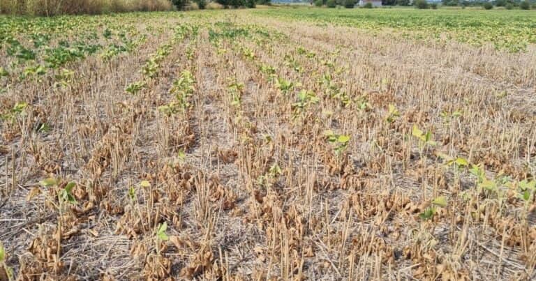 «Peligra su supervivencia»: por la sequía, la mitad de la soja está entre regular y mala en la región más productiva de Argentina