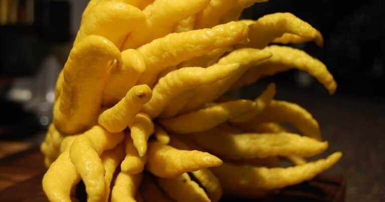 Cómo aprovechar los efectos de la fruta tropical Mano de Buda para calmar dolores y regular la presión