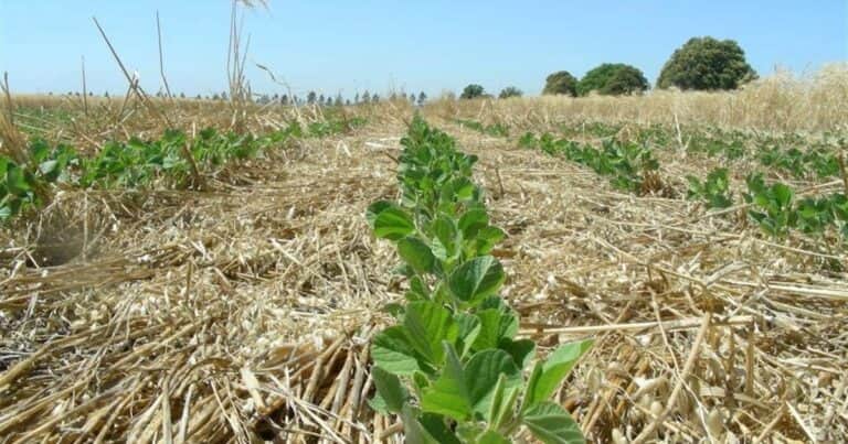 Por los márgenes negativos en soja y trigo, productores piden que bajen los impuestos al campo