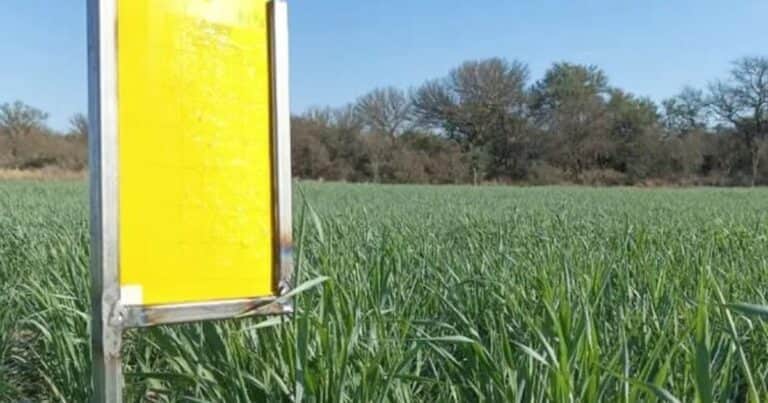El verano le sienta bien: la chicharrita del maíz se multiplicó y recomiendan aumentar los monitoreos para mitigar daños