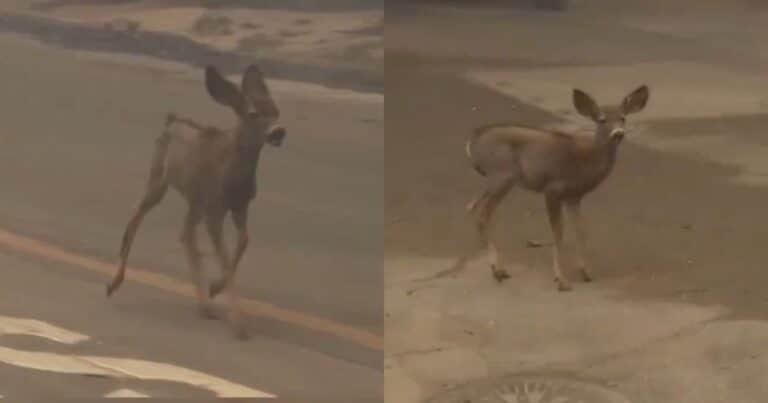 Un pequeño «Bambi» huye desesperado de los incendios en Los Ángeles