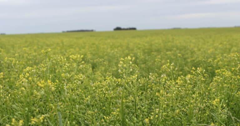Fuerte apuesta de una multinacional a un cultivo que sirve como combustible para los aviones