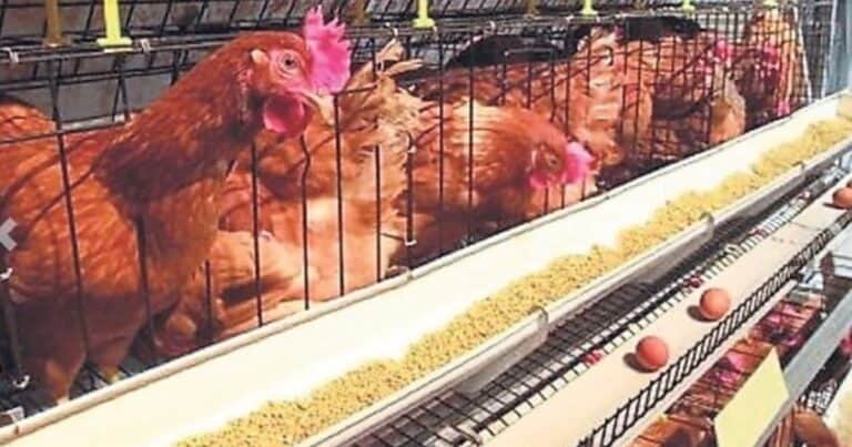 553 huevos por segundo: la impactante cifra de una agroindustria que creció en 2024