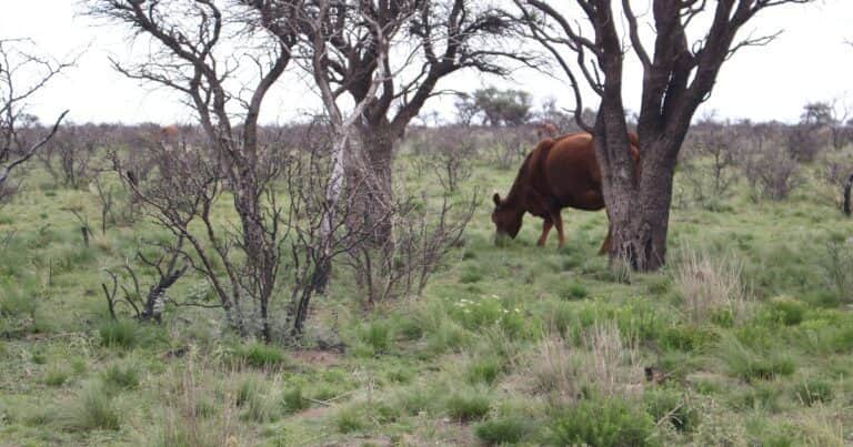 El campo pampeano reclama por la emergencia agropecuaria, los caminos y el cobro indebido de impuestos