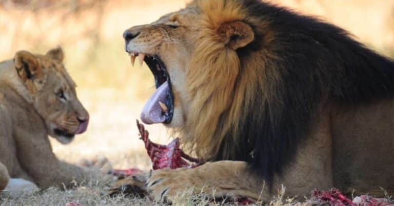 La historia del niño de 8 años que sobrevivió perdido cinco días en un lugar infestado de leones
