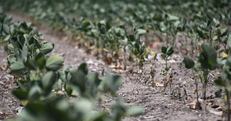 «Severos problemas»: los daños por sequía en soja son irreversibles y descartan una campaña de alta productividad