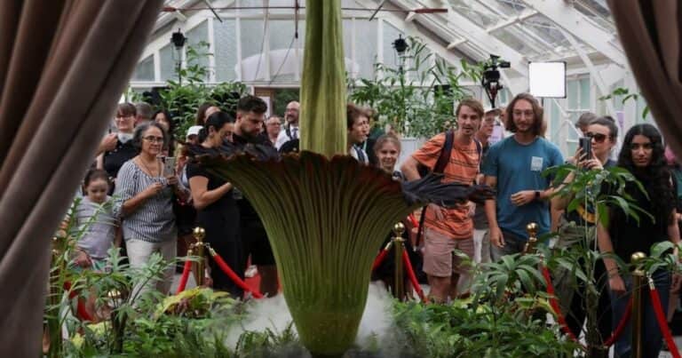 Una «Flor Cadáver» floreció después de 15 años y miles de turistas se acercan a Sidney para verla