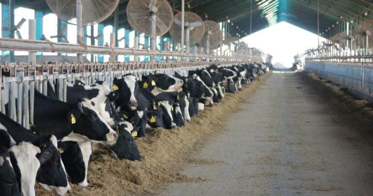La producción de leche cayó un 6,5 por ciento en 2024