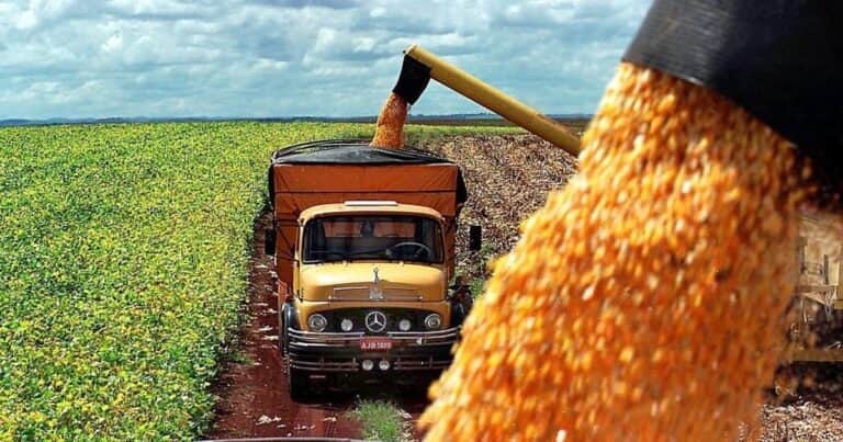 Anticipan que la zona agrícola más productiva del país perderá el 44% de la cosecha de un cultivo clave