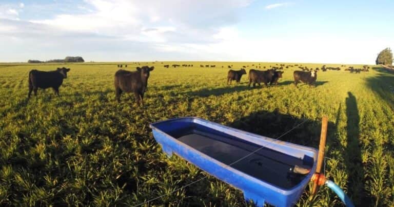 Ola de calor: cómo asegurar el bienestar animal en bovinos para no perder productividad