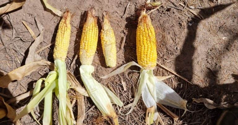 La Niña se queda hasta el otoño y se derrumban las proyecciones de soja y maíz en Argentina